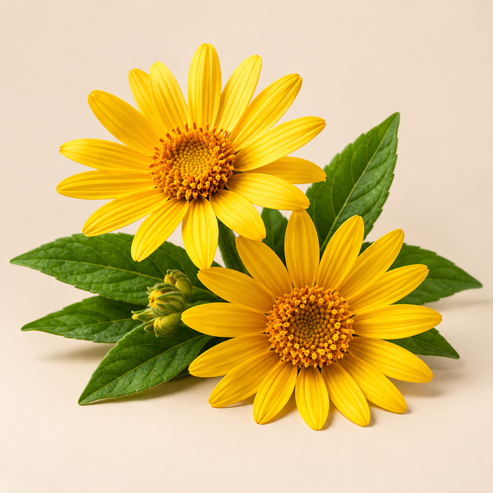 Arnica Montana Extract